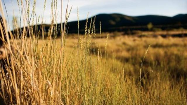 Mountain Meadows