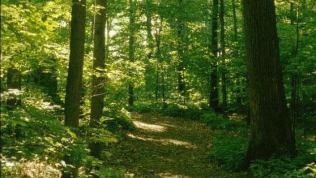 Sacred Grove